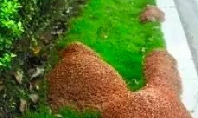 紧急扩散！路边碰到这种小红土堆，赶紧躲开！有人已中招