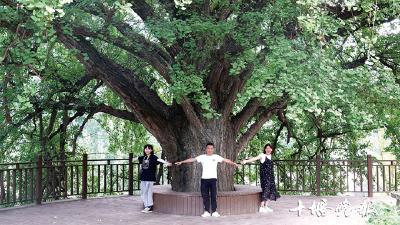 十堰消夏避暑游 | 绿满山林 千年古树成群 来浪溪享受森呼吸