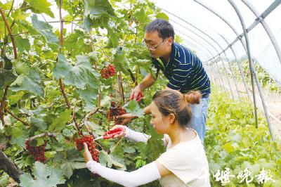 郧阳区：大山里种出“吐鲁番”风味葡萄
