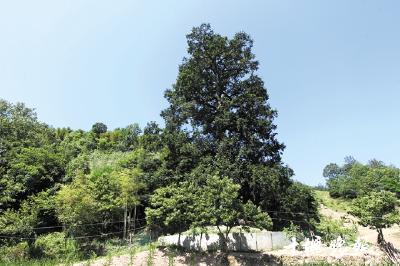 “发现十堰之美”⑯3棵铁坚油杉相依相伴 树龄均在500年以上