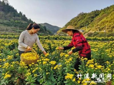 太太太美了！竹溪这里十万“金花”齐开怒放