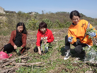 摘柿子、挖野菜，去尝尝秋天的味道吧！