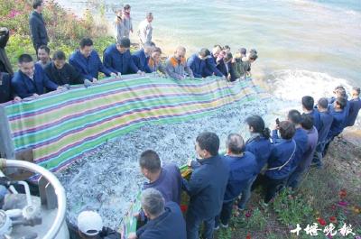 今年163万尾鱼苗放流丹江口库区 