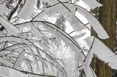 一下雪就成了人间仙境……张湾特殊景色邀您共赏！