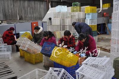感恩“桂人”，十堰25万公斤柑橘赠送广西援堰医疗队员