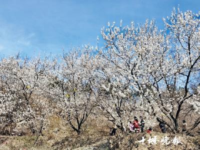 十堰市7天接待游客286万人次 赏花游采摘游受青睐