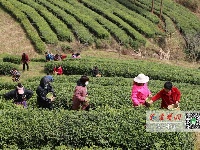 茶叶飘香！十堰第一茬“明前茶”开采