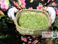 茶叶飘香！十堰第一茬“明前茶”开采