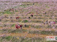 桃花似海！汉江河畔的这片“桃花源”燃爆了