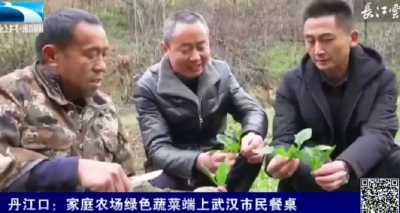 轻松点单！丹江口家庭农场绿色蔬菜端上武汉市民餐桌