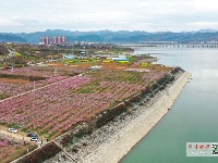 桃花似海！汉江河畔的这片“桃花源”燃爆了