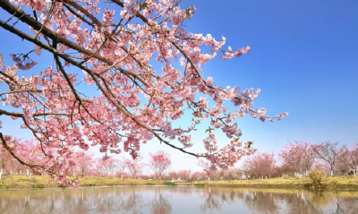 官宣！湖北发布春季十大赏花线路