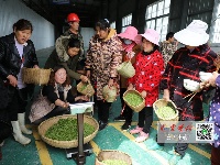 茶叶飘香！十堰第一茬“明前茶”开采