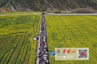 6000亩金黄花海邀你共赏 郧阳区五峰乡油菜花节今日开幕 
