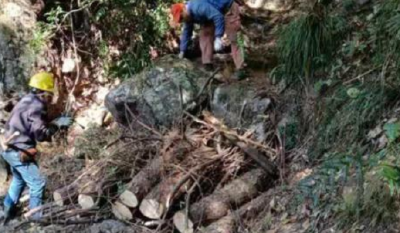 牛头山国家森林公园：清理松材线虫病疫木7000余株