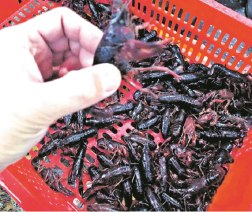 尝鲜价便宜近一半 小龙虾零星入市价位“感人”