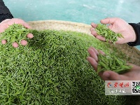 茶叶飘香！十堰第一茬“明前茶”开采