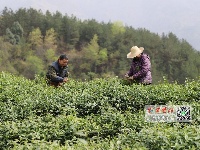 茶叶飘香！十堰第一茬“明前茶”开采