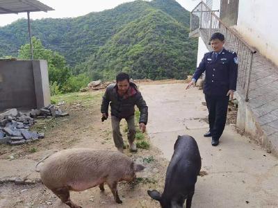 “二师兄”离家出走一星期 民警一路追踪上演“寻猪记”