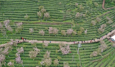 带动乡村实现旅游收入近800万 茅箭茶旅融合助力乡村振兴