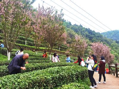 茅箭区东沟茶园美成了这样！