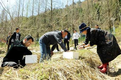 茅箭特色产业合作社为乡村振兴“添薪助火” 年收入100余万