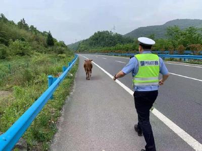 黄牛误上高速，十堰民警在高速路上当起“放牛娃”