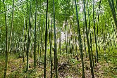 竹山人工栽植笋竹两用林2万亩 村民户均增收2000元以上