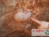 重磅！十堰再次发现恐龙蛋化石，地点在这儿！