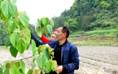 竹溪特色产业|水坪镇大仙裕村“树上油库”山桐子长势喜人