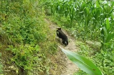 “熊出没”！村民屋后发现一只黑色野兽，拍下视频一查是黑熊