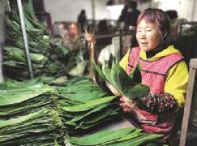 天然生长在深山 片片都是金叶子 鹤峰箬叶大娘一年收入十余万