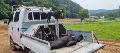 韩国2只黑熊外逃：一只刚跑400米被射杀 一只9天下落不明