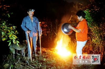 为从野猪嘴里抢粮 郧阳多地村民夜守苞谷地