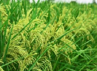 巨型稻试种成功 网友：袁隆平的禾下乘凉梦要成真了