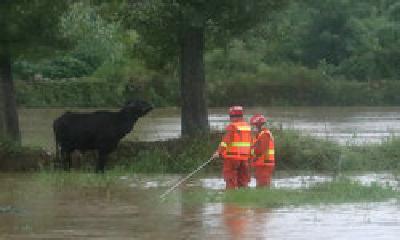 河水猛涨4头牛被困河中央 房县消防驾驶橡皮艇助力脱困
