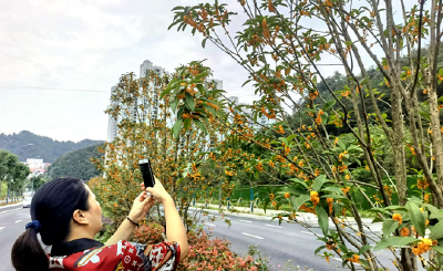 中秋桂花飘香何处去？十堰最全赏桂地图来了，请收好！