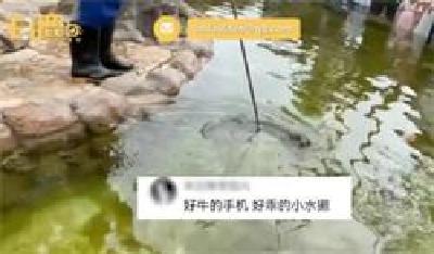 动物园游客手机掉水池被水獭捡起：想给水獭送锦旗