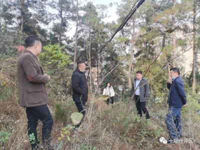 省森防站到十堰经开区检查指导松材线虫病疫情防控工作