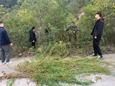 生态杀手——“加拿大一枝黄花”现身​经开区，坚决清除！