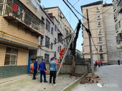 十堰经开区林业局：清理枯木解民忧