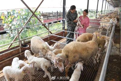 少吃肉或不吃肉能遏制温室气体排放？专家回应