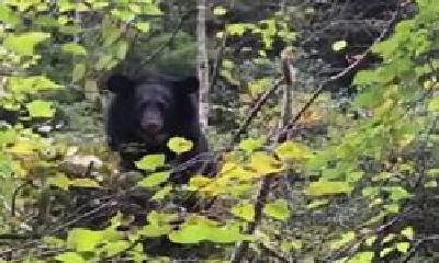 熊出没！市民房县爬山偶遇成年黑熊，目测体重超200公斤