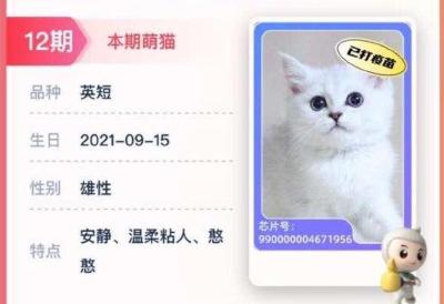 银行抽奖“万元活猫”当奖品引争议 涉事银行未回应