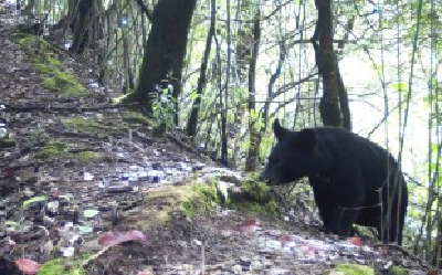 十堰一地再次拍摄到黑熊！这次“熊大熊二”都来了