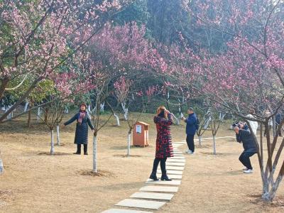 赏梅花、放风筝……四方山植物园里真热闹！