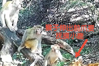  赛武当猴鹿和谐同框，调皮的小猴还凑近轻轻摸摸小鹿的头