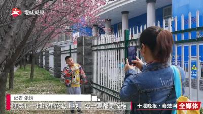 美哭！十堰这里花海上线，每一眼都是惊艳