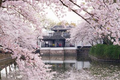 官宣！今年“春姑娘”早来了10天左右  赏花时节暖意更浓