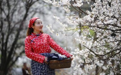 一等奖3000元！茶店镇“樱花节”汉服摄影、微视频大赛开赛